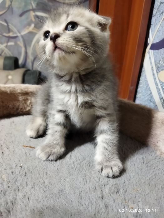 Продаются котята