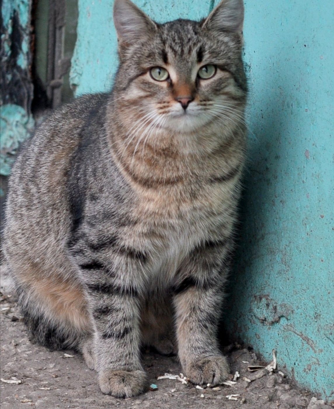 Васька гл 33. Кот Васька. Серый дворовый кот. Кот Васька дворовый. Серый кот Васька.