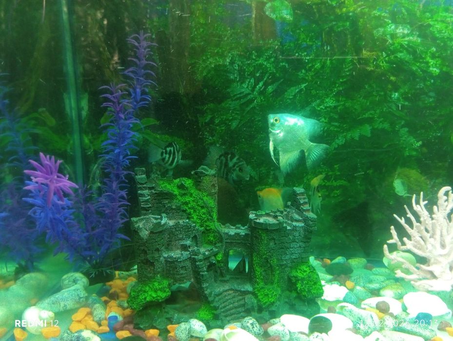 Продам рыб  750тг