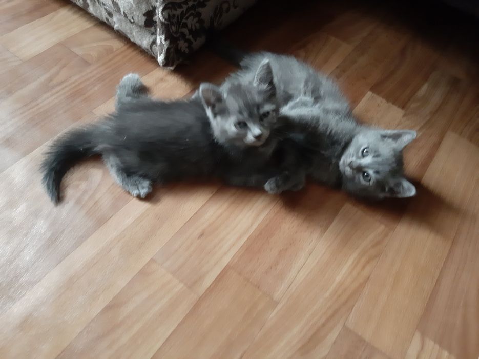 Котята-девочки в добрые руки