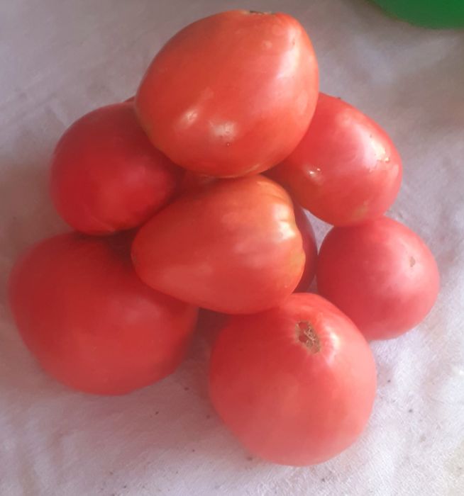 Продам домашние помидоры сорт  Бычье сердце