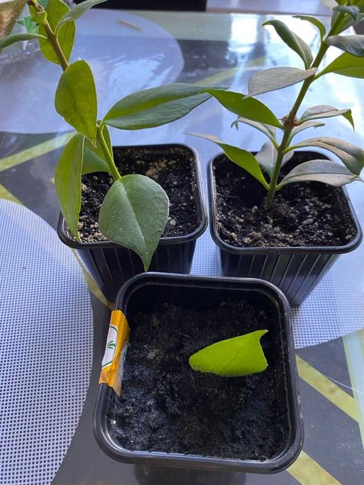 Продам Эсхинантус, жар птица