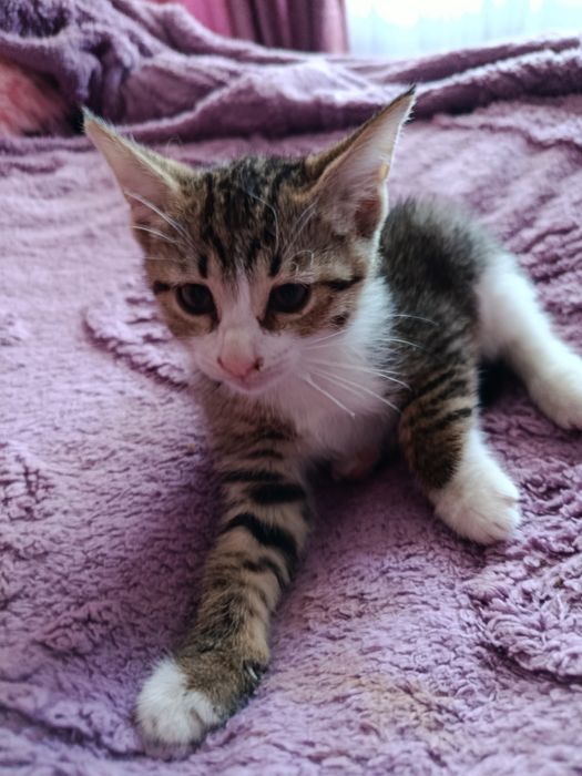 Котята в добрые, ответственные руки
