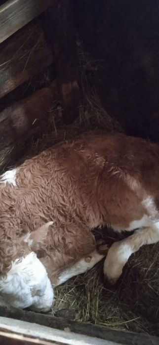 Vând vaca cu vițel