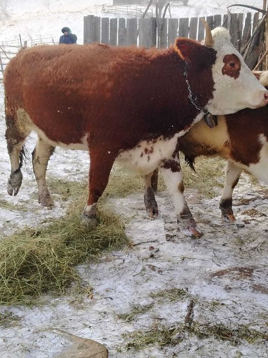 Vaci Gestante Juninci / Tauras