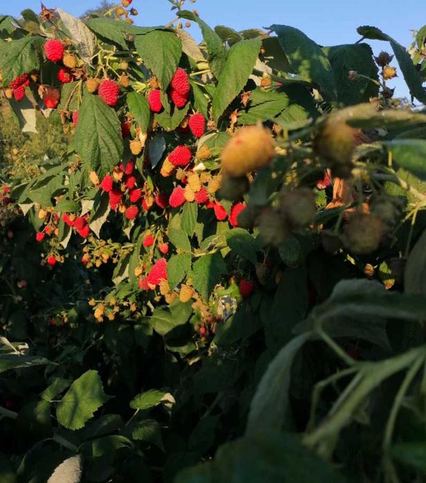 Zmeură Polka și Polana – Fructe Mari și Dulci, Plante Sănătoase!