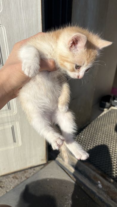 Скоттиш страйт продаю