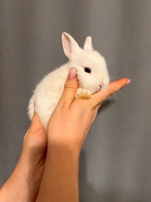 Продам декаративных кроликов