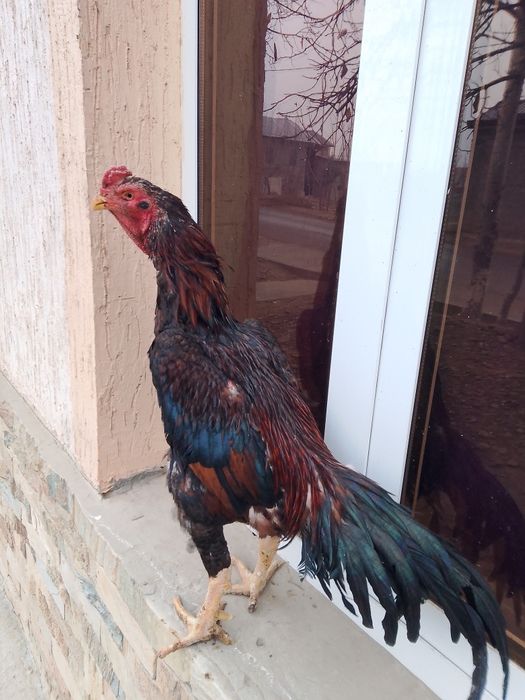 Dakan xuroz sotiladi