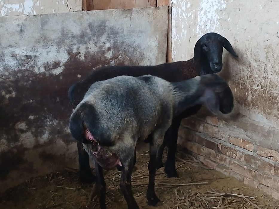Qo'y qo'zichog'i bilan