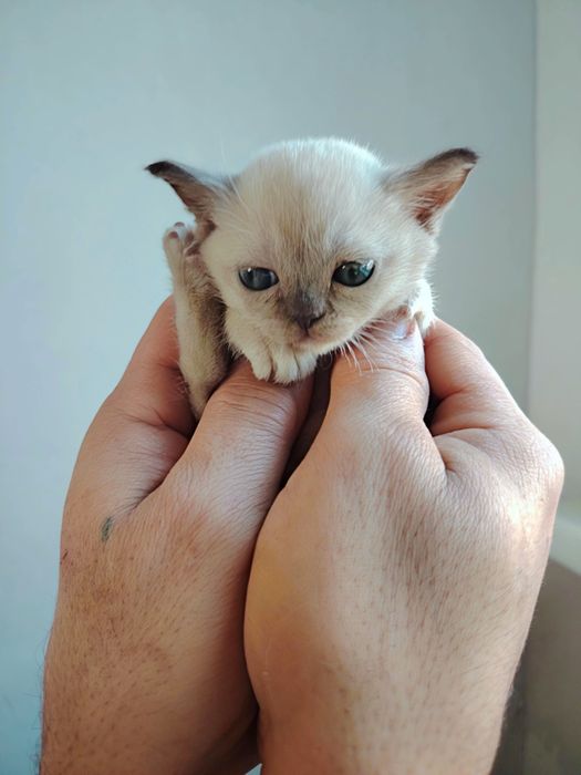 Европейская бурма