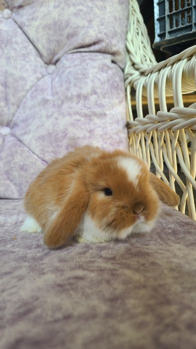 Karlik miti quyon bolari sotiladi