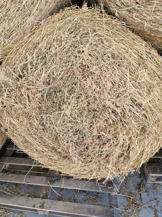 Baloți lucernă ecologică 130×130 – coasa a II-a, certificată, cu documente