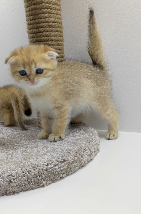 ШотЛандСкий коТик ,глазки цвета Аквамарин