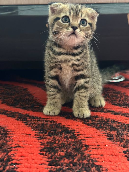 Котенок скотиш фолд