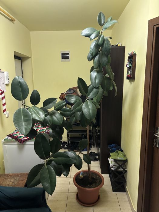 Vand Ficus de camera