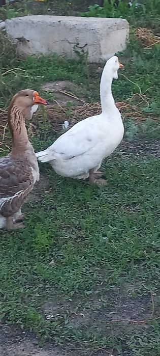 Гусак холмогорские