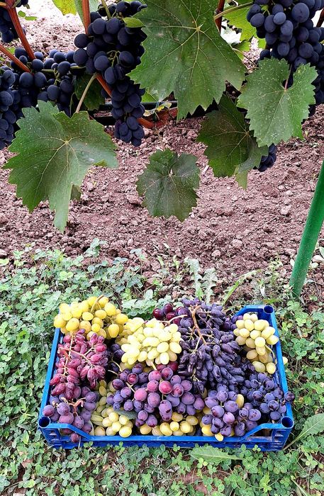 Vîtă de vie, corzi altoi