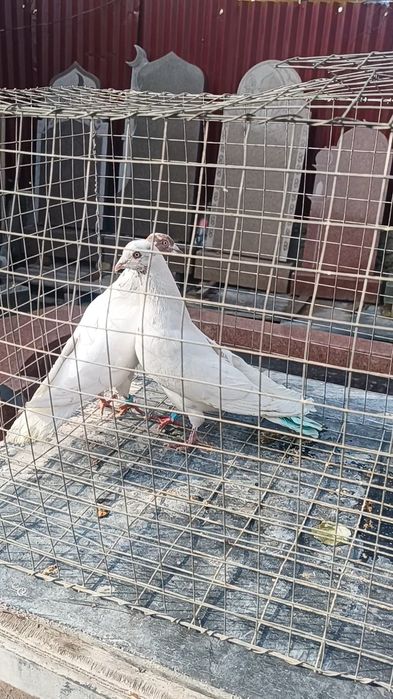 Голуби гульвадамы пара