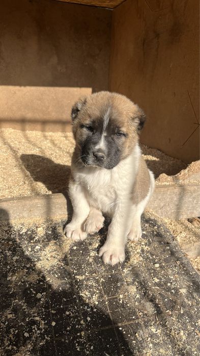 Алабай кушик 1ай