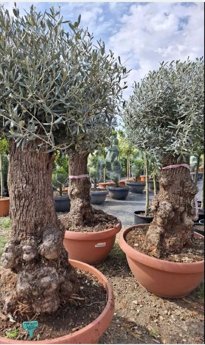 Leylandii Plante ornamentale