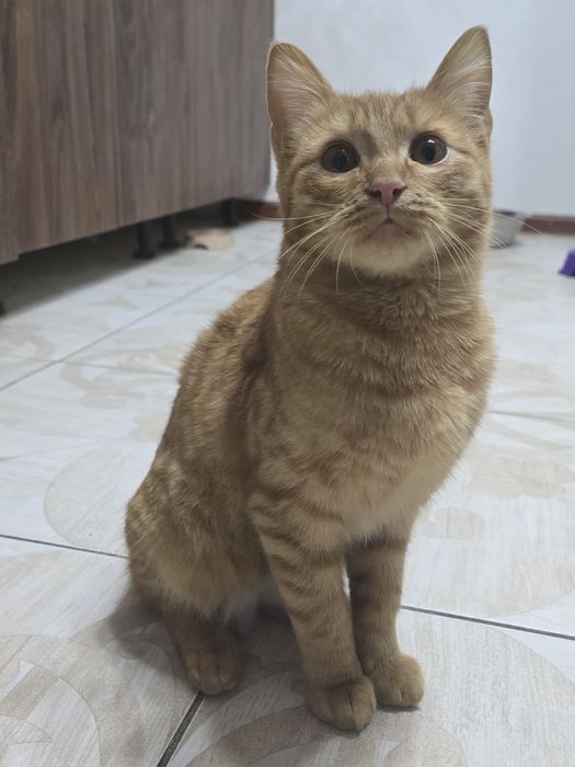 Отдам в добрые руки