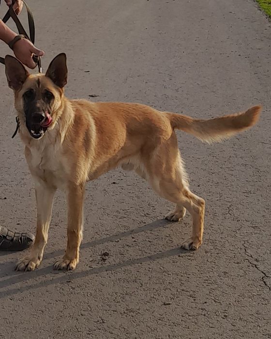 Пёс с охраными навыками!