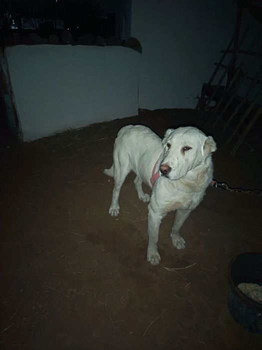 Туркменский алабай