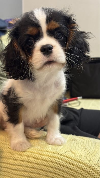 Щенок кинг чарльз спаниель