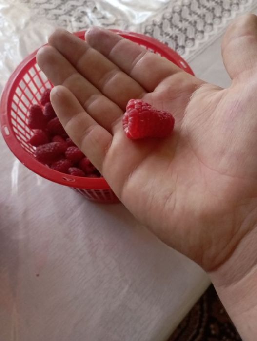 Малина кучатлари  сорт "карамелька"