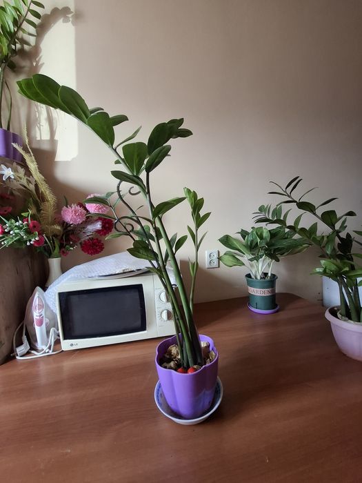 Үй гулдері сатылады