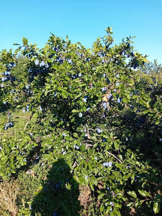 Prune Stanley de vinzare,inc epand de mard de marti 18  08 26,calitate superioara ,ofer si asttept seriozitate,ambalaj de 8-10kg.