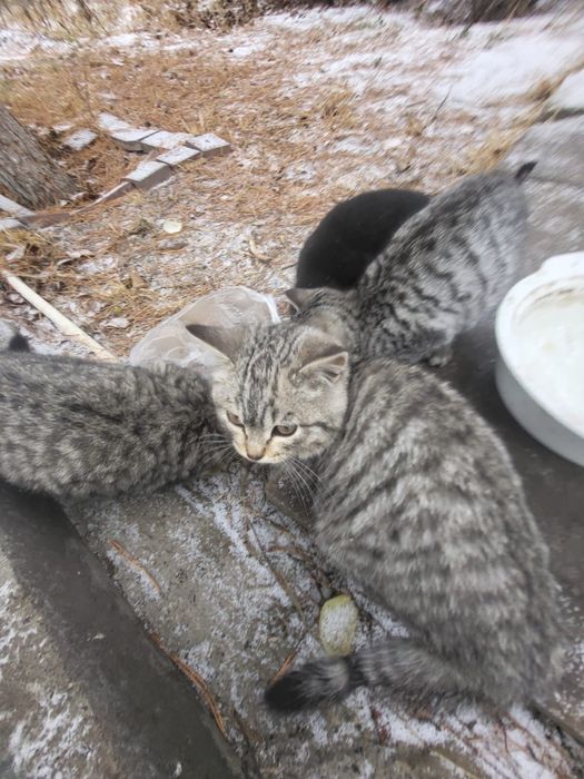 отдам в добрые руки