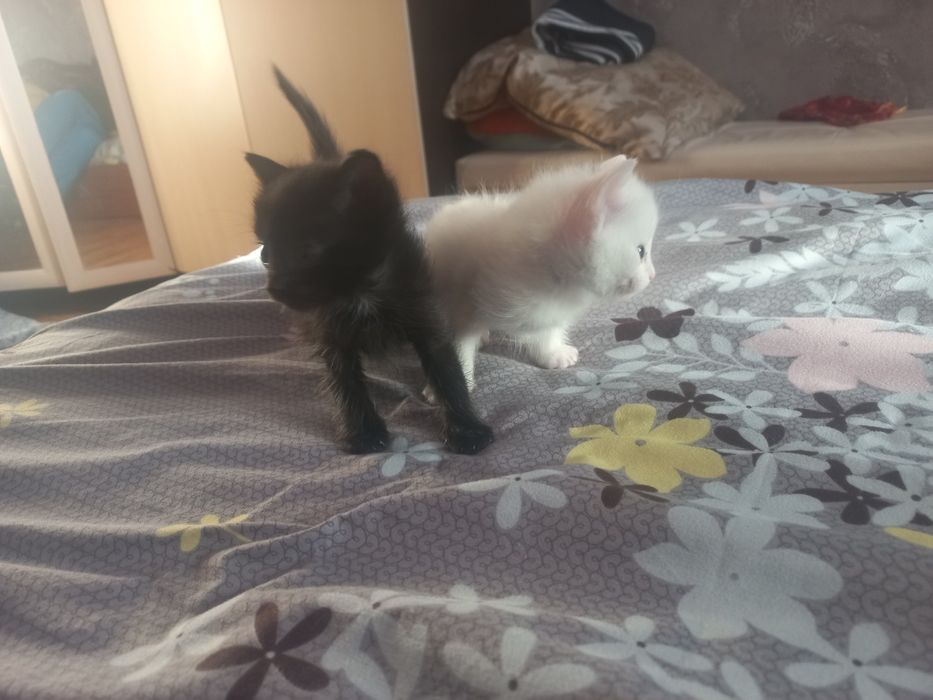 Отдам красивых котят