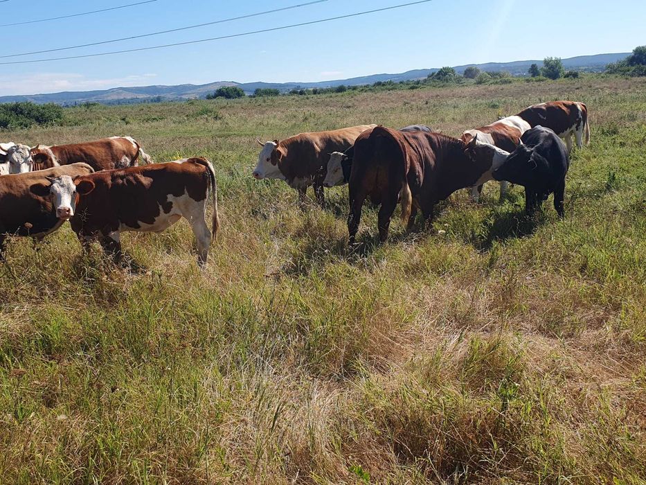 Vitei de rasa Simmental, Baltata Romaneasca si Belgieni de vanzare