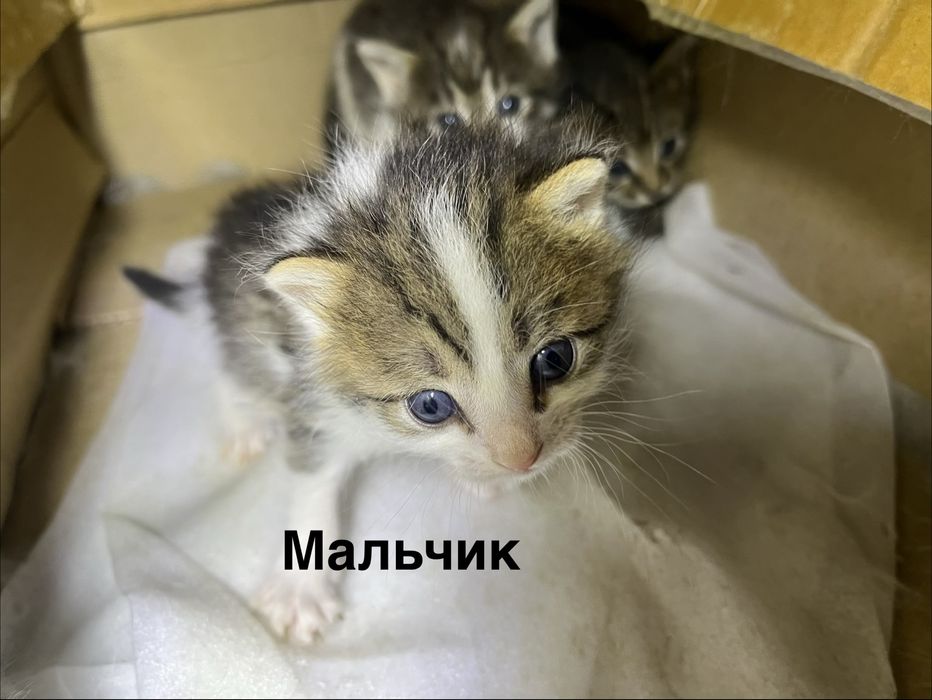 Котята бесплатно