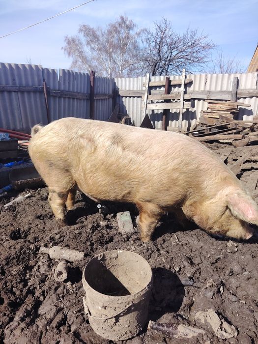 Продам кабан хряк рабочий