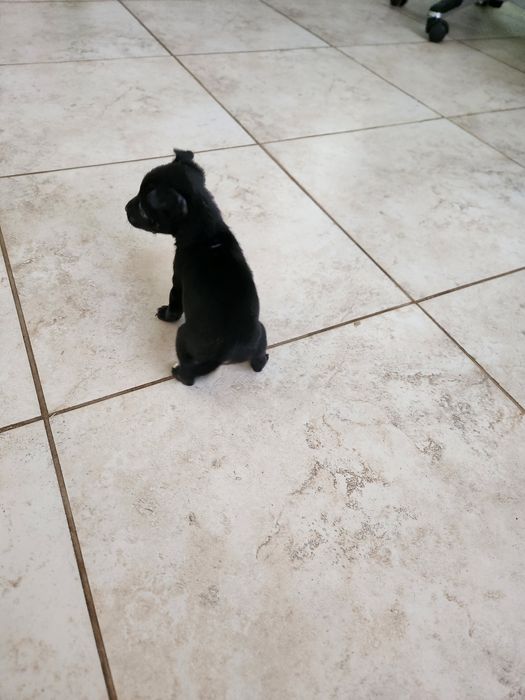 Мини пинчер на два месеца