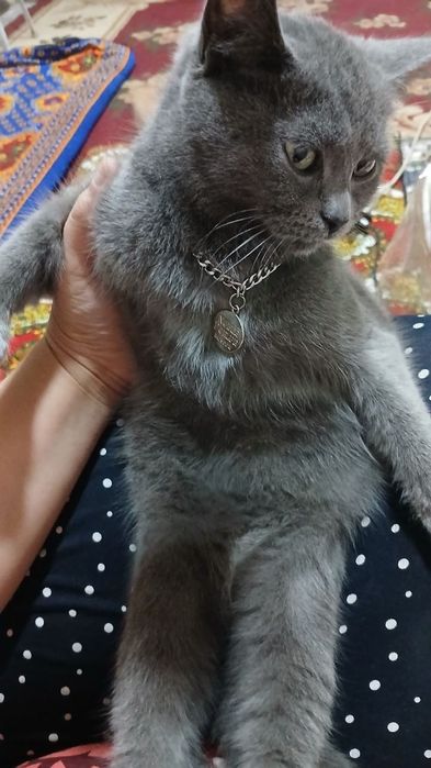 Termiz shaxar ona bola mushuklar