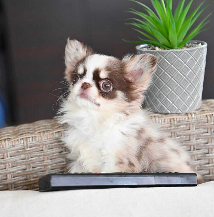 Женско дългокосместо миниатюрно чихуахуа шоколадово мерле