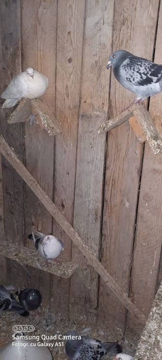 Porumbei de vânzare.