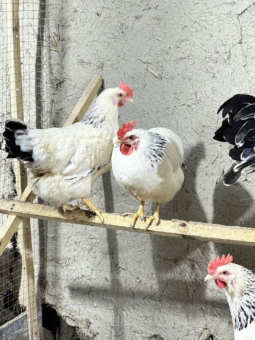 Adler tovuq va xo’rozi sotiladi 150 dan bervoraman 7 dona 2 ta xo’roz