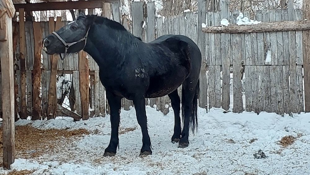 Продам жеребца на племя