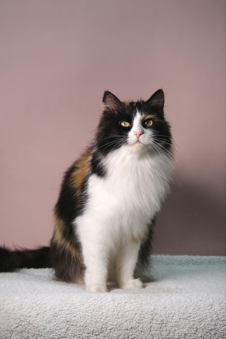 Кошка в добрые руки