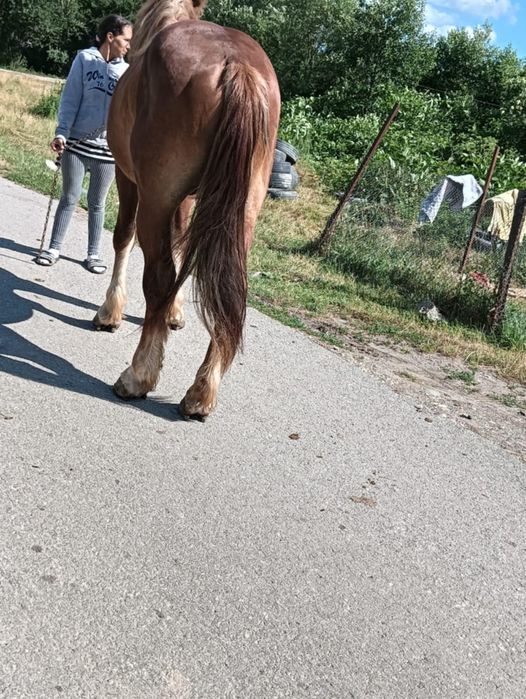 De vânzare mânz de 2 Ani învățat la cariță detalii la tel 0750616882