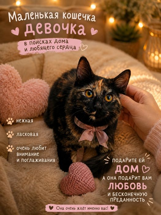 Маленькая кошечка ищет семью