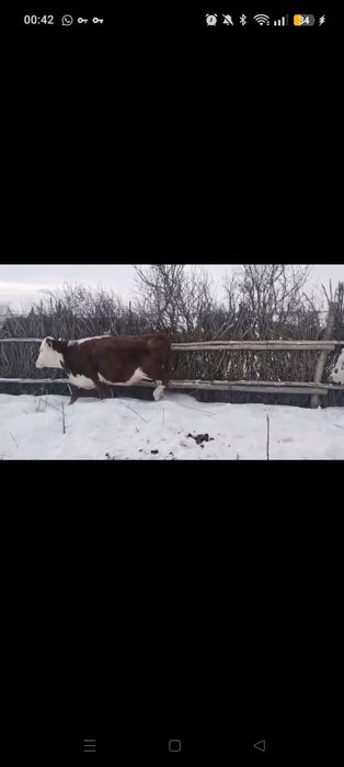 Сыйырлар буаз 25