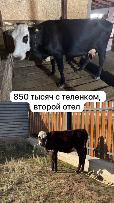 Продам дойных коров с телятами