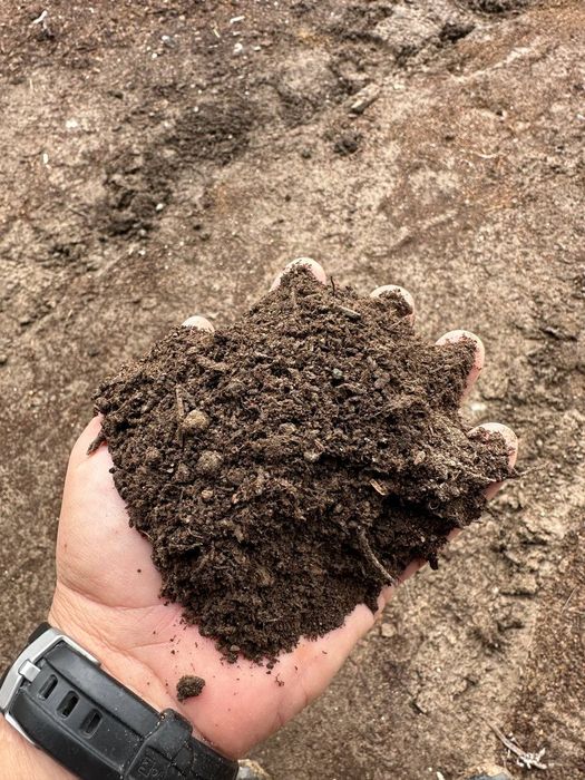 Грунт для хвойных растений