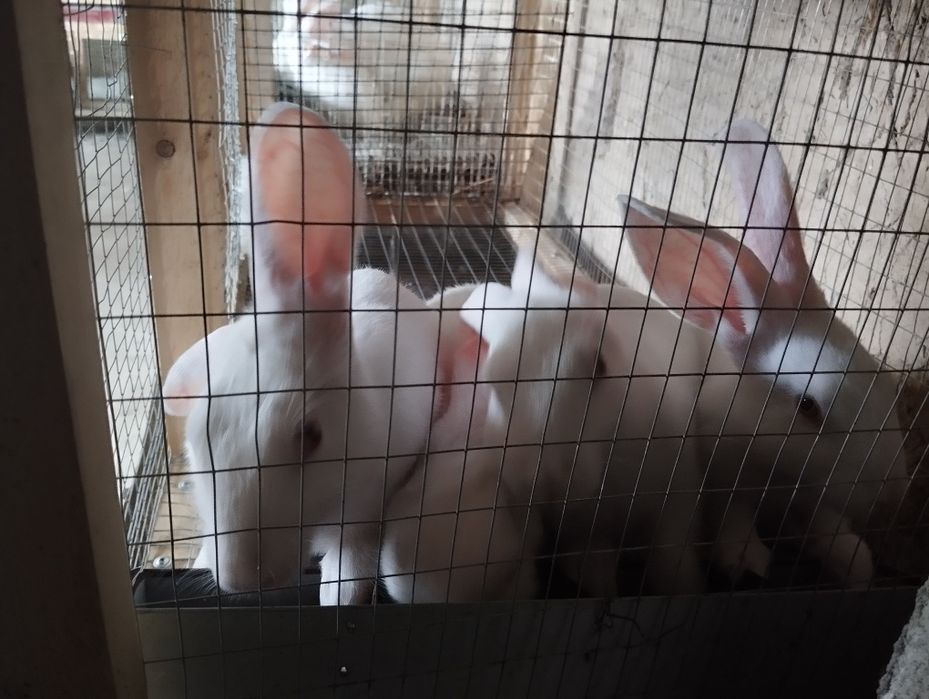 Quyon bolalari заяц